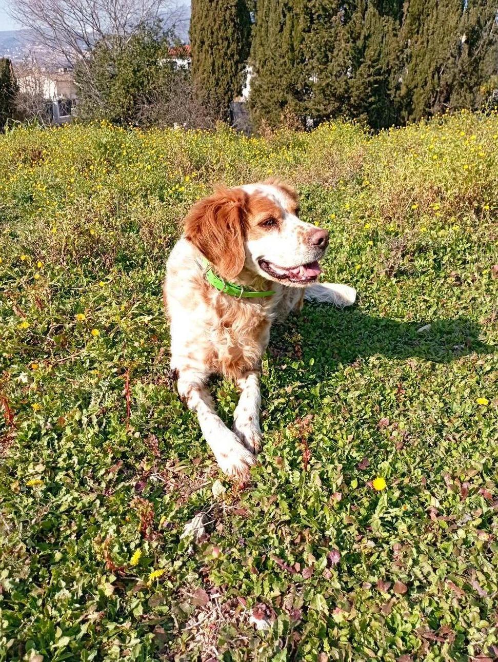 Service chien 06 entre particuliers