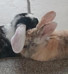 Service garde lapin entre particuliers