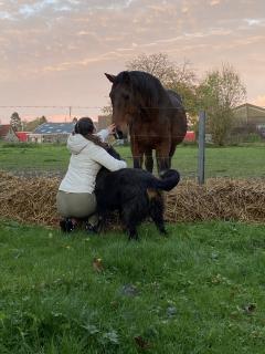 Service garde animaux entre particuliers