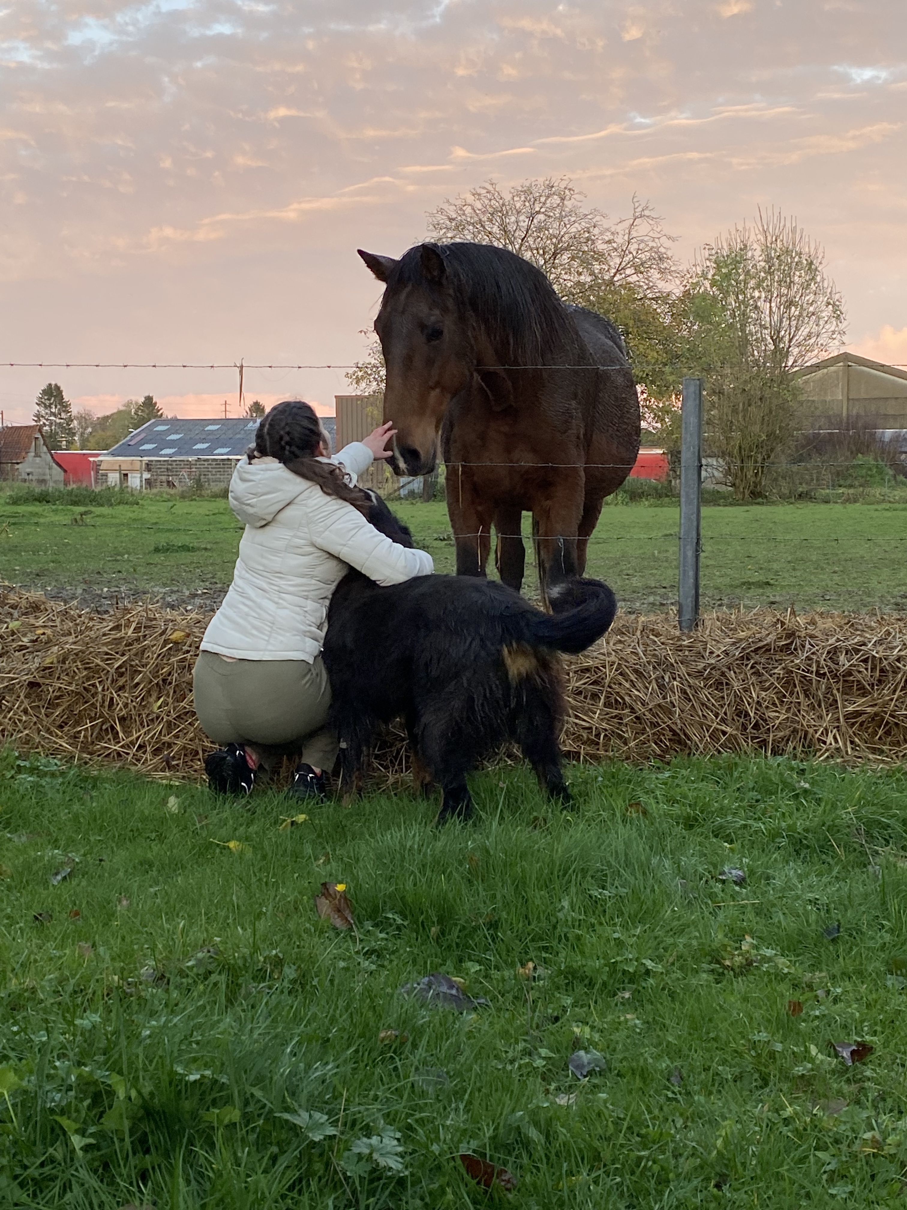 Service garde animaux 59 entre particuliers