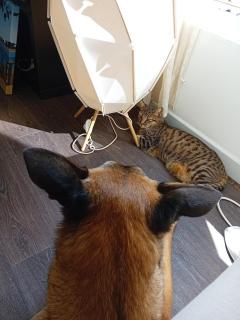 Service : garde animaux Service : garde animaux