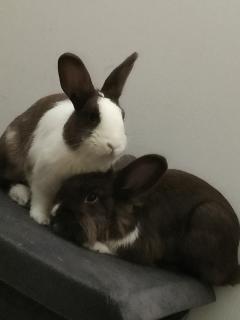 Service : garde lapin Service : garde lapin