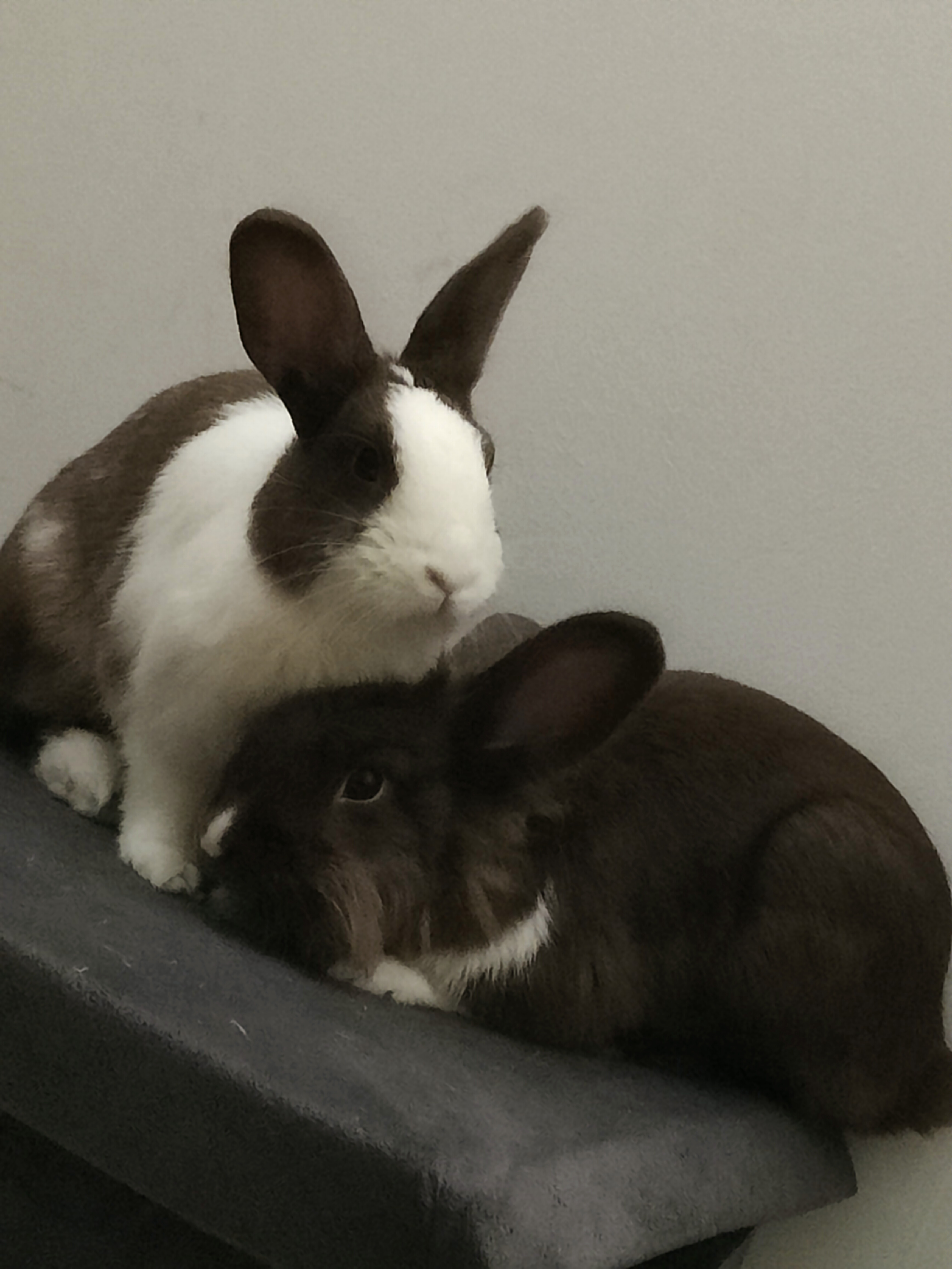 Service garde lapin 13 entre particuliers