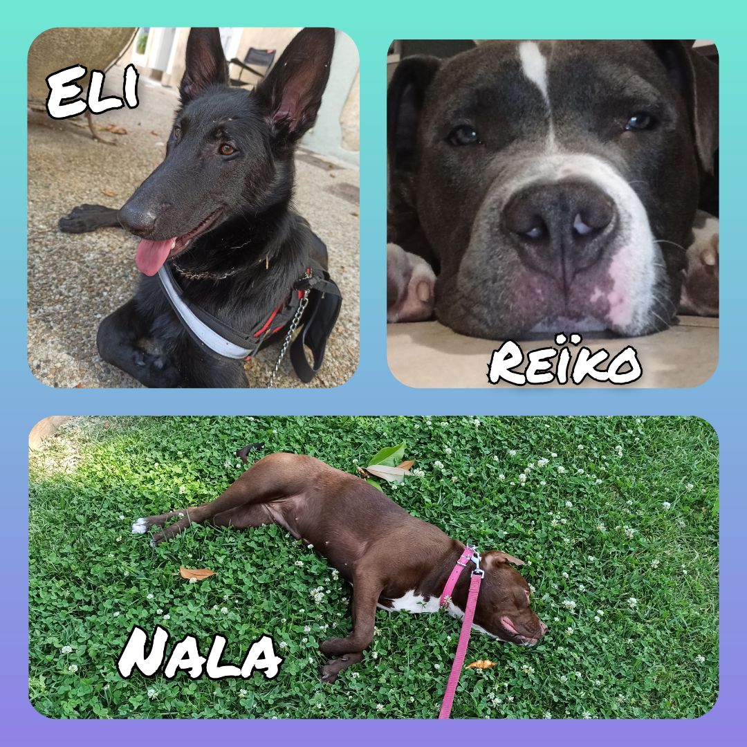 Service chien 13 entre particuliers