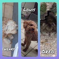 Service : rongeur Service : rongeur