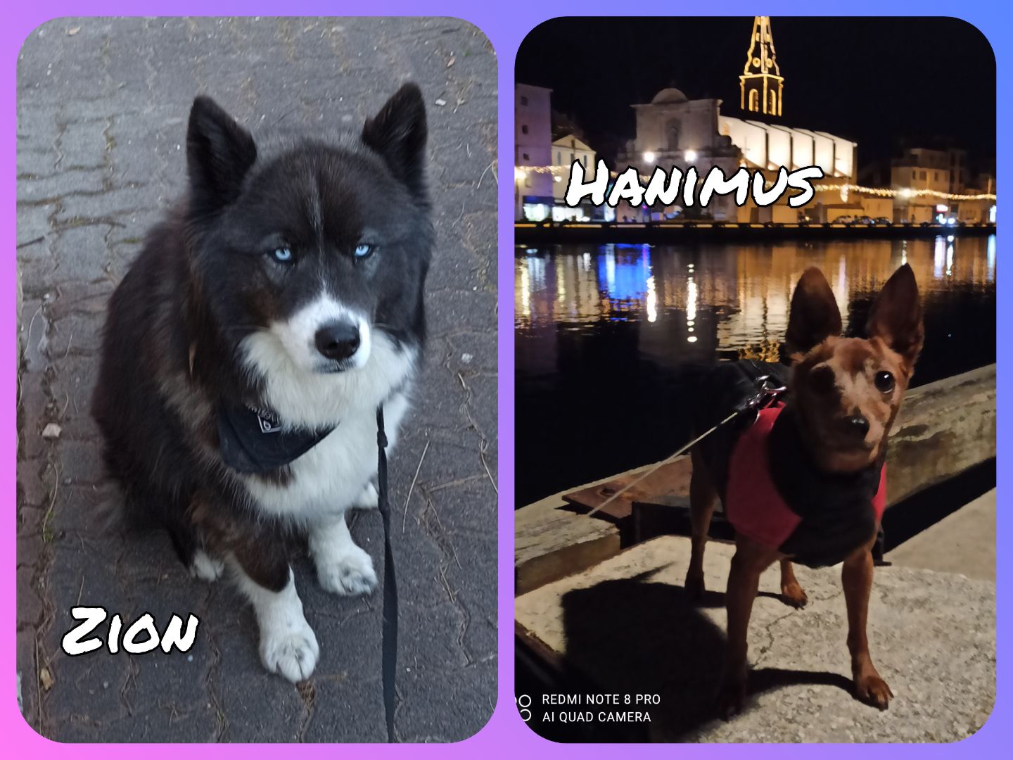 Service oiseaux 13 entre particuliers