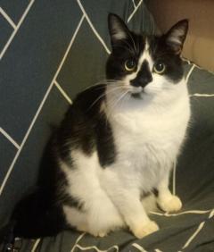 Demander ce catsitter