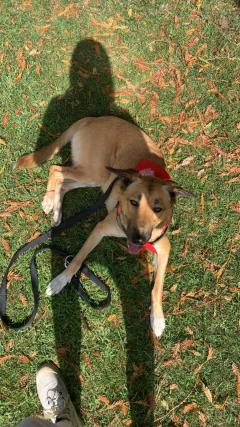 Service : chien Service : chien