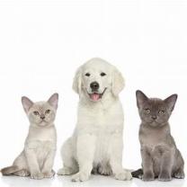 Demander ce petsitter