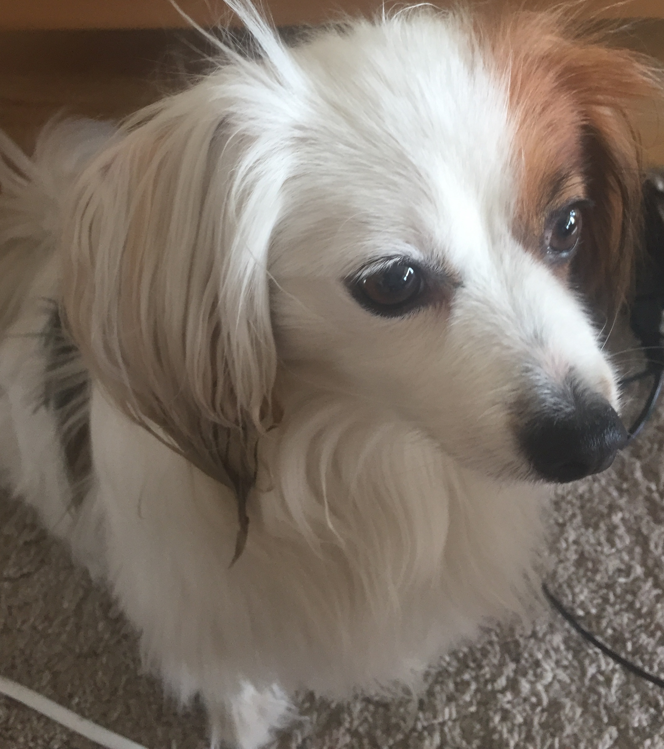 Service garde animaux 92 entre particuliers