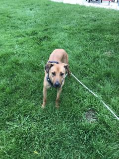 Service : chien Service : chien