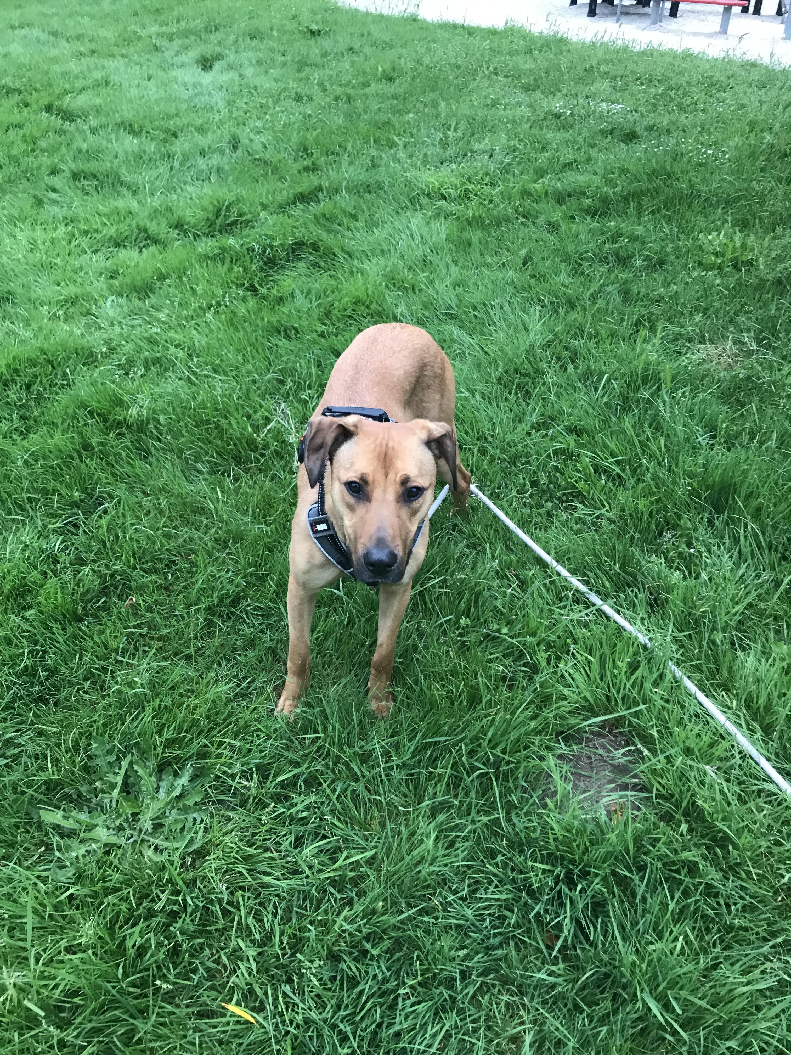 Service chien 72 entre particuliers