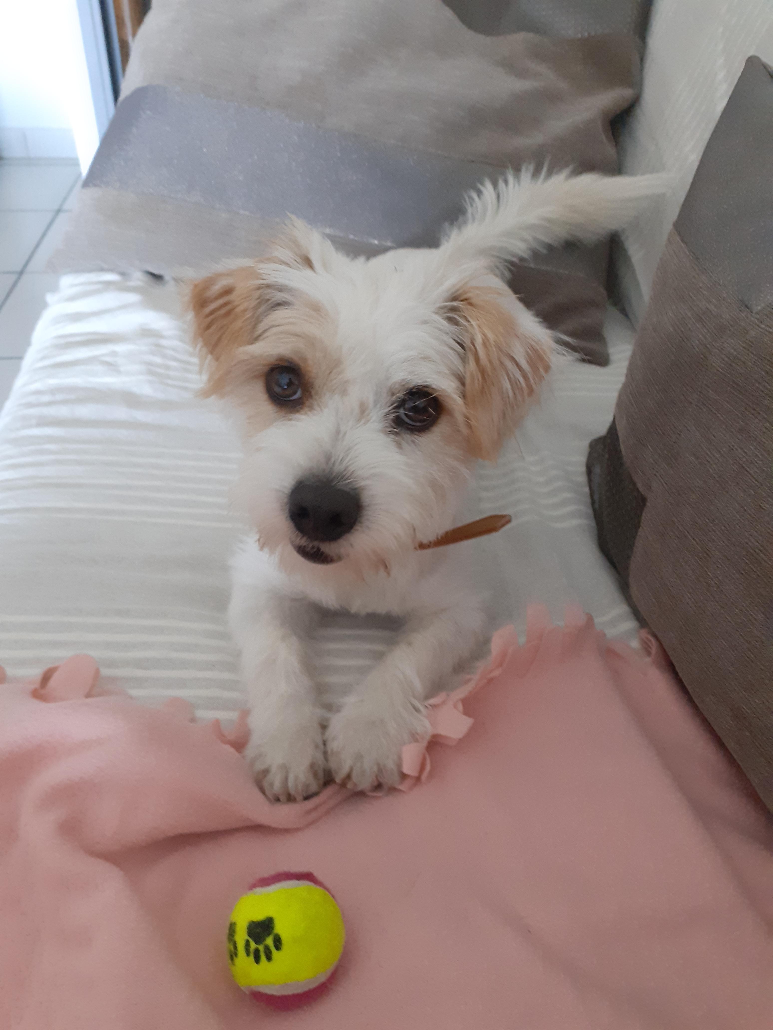 Service chien 66 entre particuliers