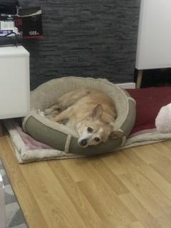 Service : garde animaux Service : garde animaux