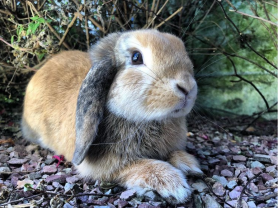 Service garde lapin entre particuliers