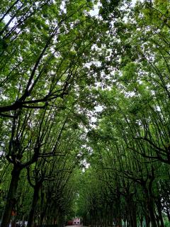 Service : tonte de pelouse Service : tonte de pelouse