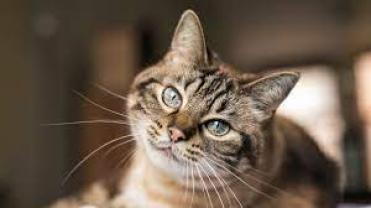 Demander ce catsitter