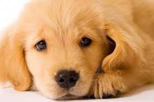 Service : chien Service : chien