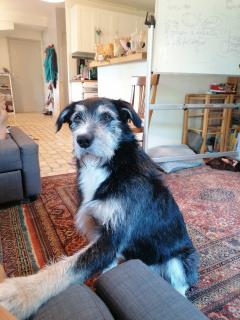 Service : chien Service : chien