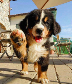 Service garde animaux entre particuliers