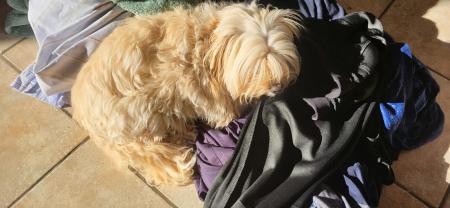 Service chien entre particuliers