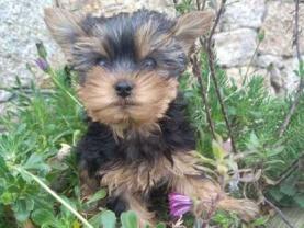 Service : chien Service : chien