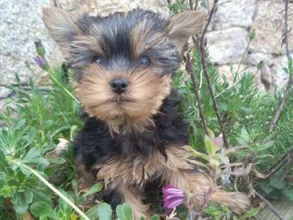 Service chien 50 entre particuliers