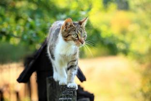 Service chat entre particuliers