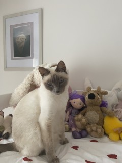 Service : chat
