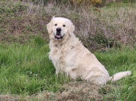 Service : Pet sitter