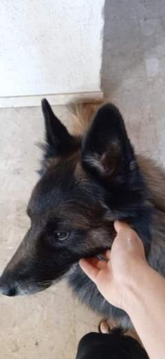 Demander ce petsitter