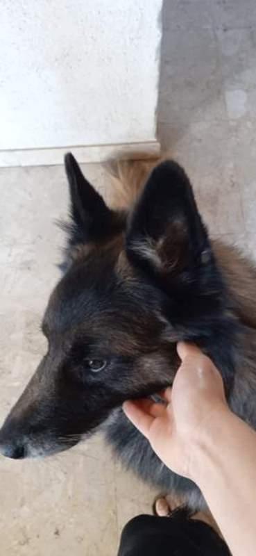 Service chien 85 entre particuliers