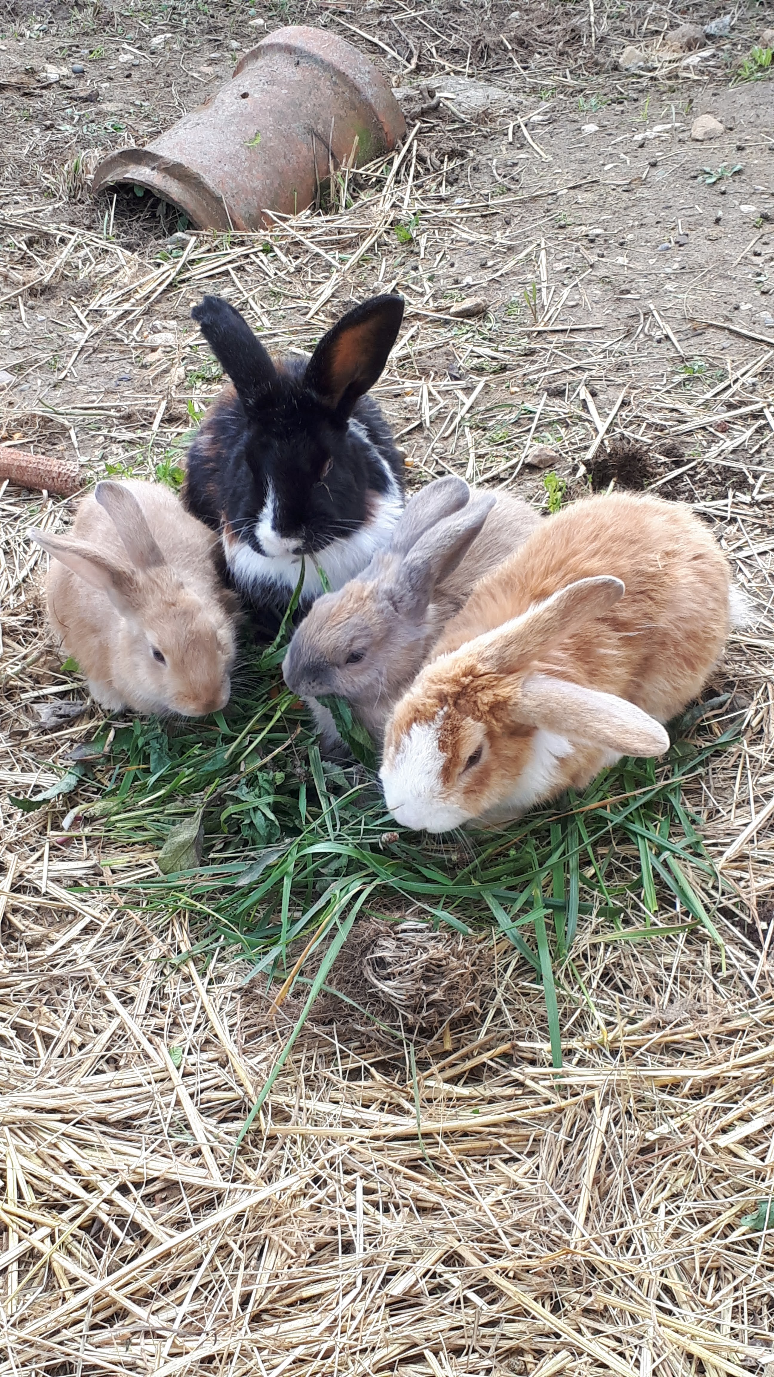 Service garde lapin 90 entre particuliers