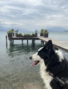 Service : chien Service : chien