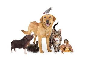 Service : garde animaux Service : garde animaux