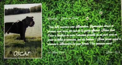 Service : chien Service : chien