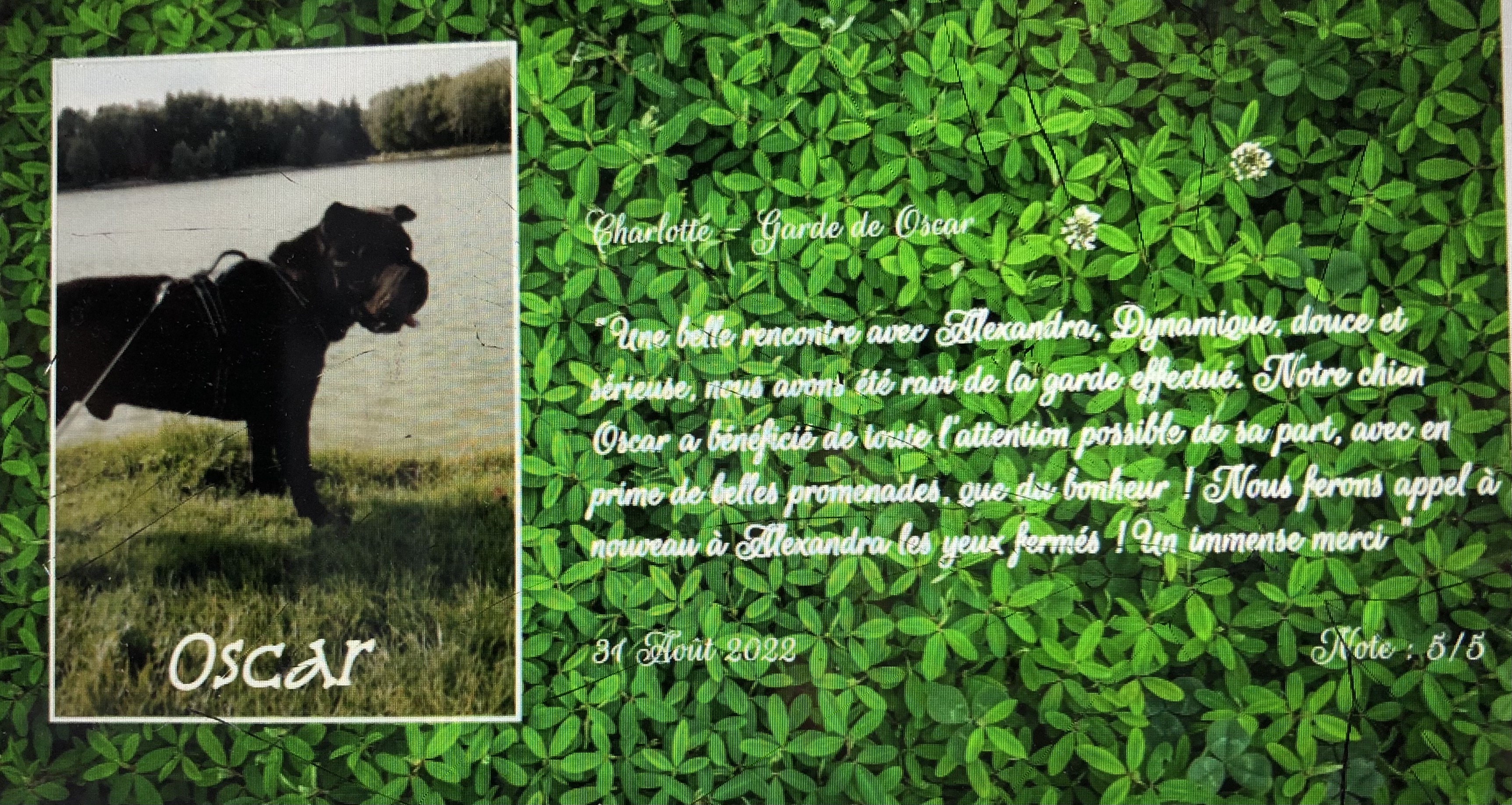 Service chien 62 entre particuliers