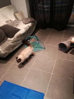 Demander ce catsitter