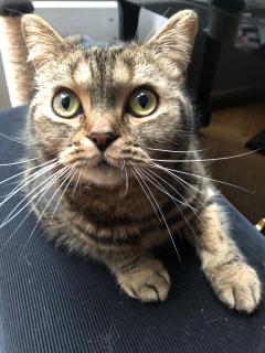 Service : chat Service : chat