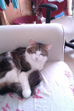 Demander ce catsitter