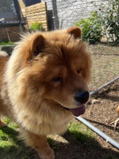 Service : chien Service : chien