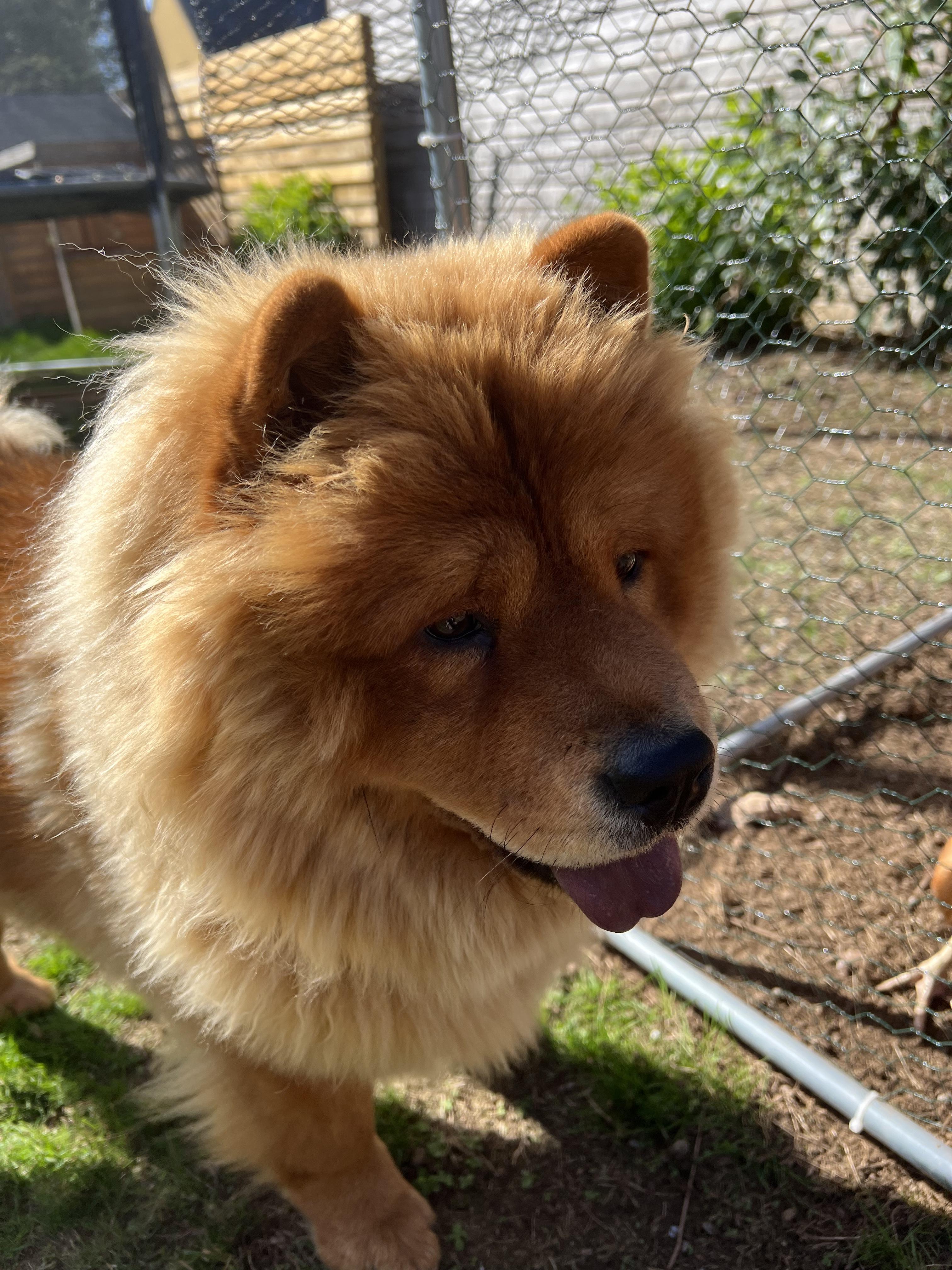 Service chien 56 entre particuliers