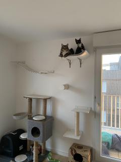 Demander ce catsitter