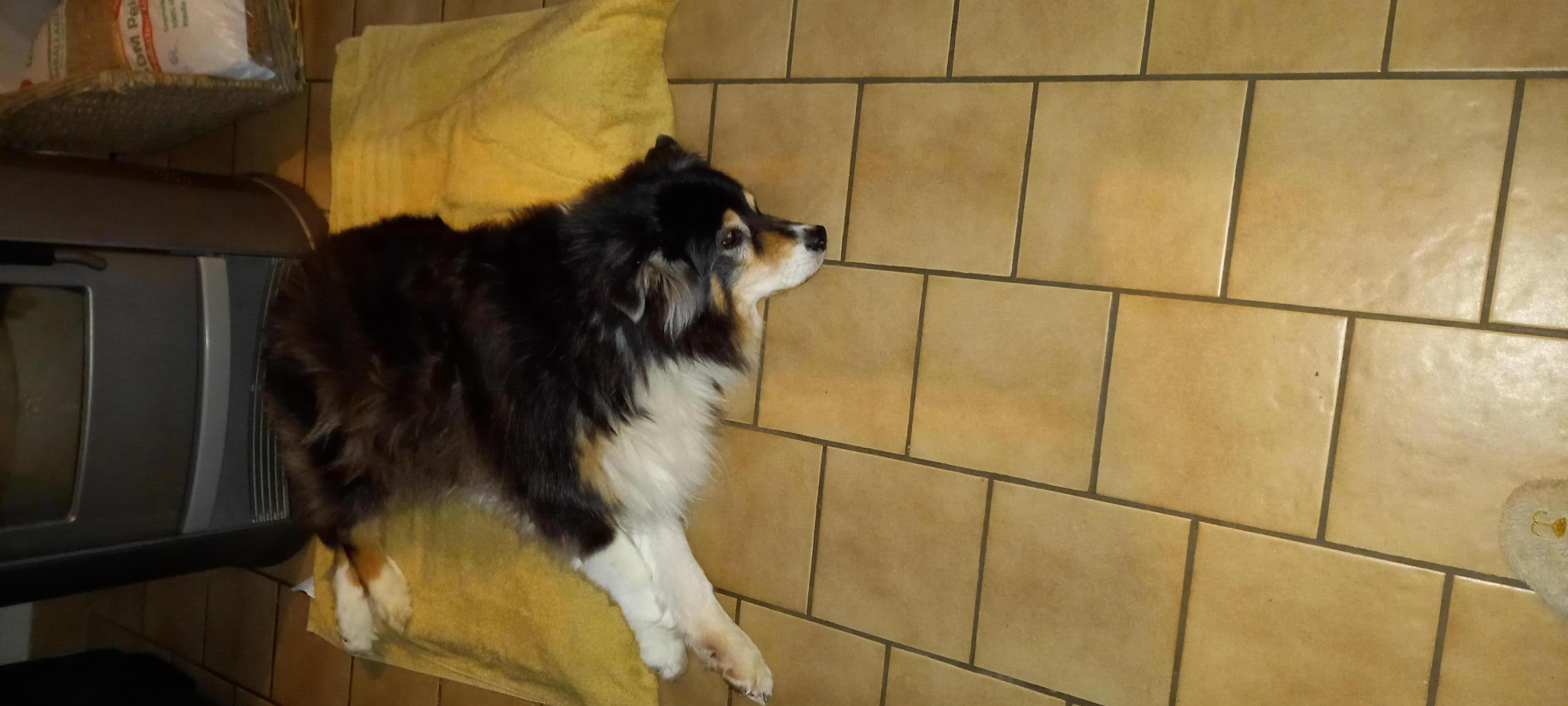 Service garde animaux 37 entre particuliers
