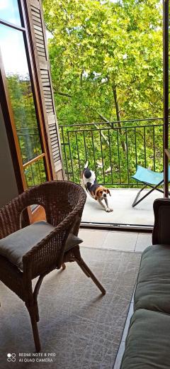 Service : chien Service : chien