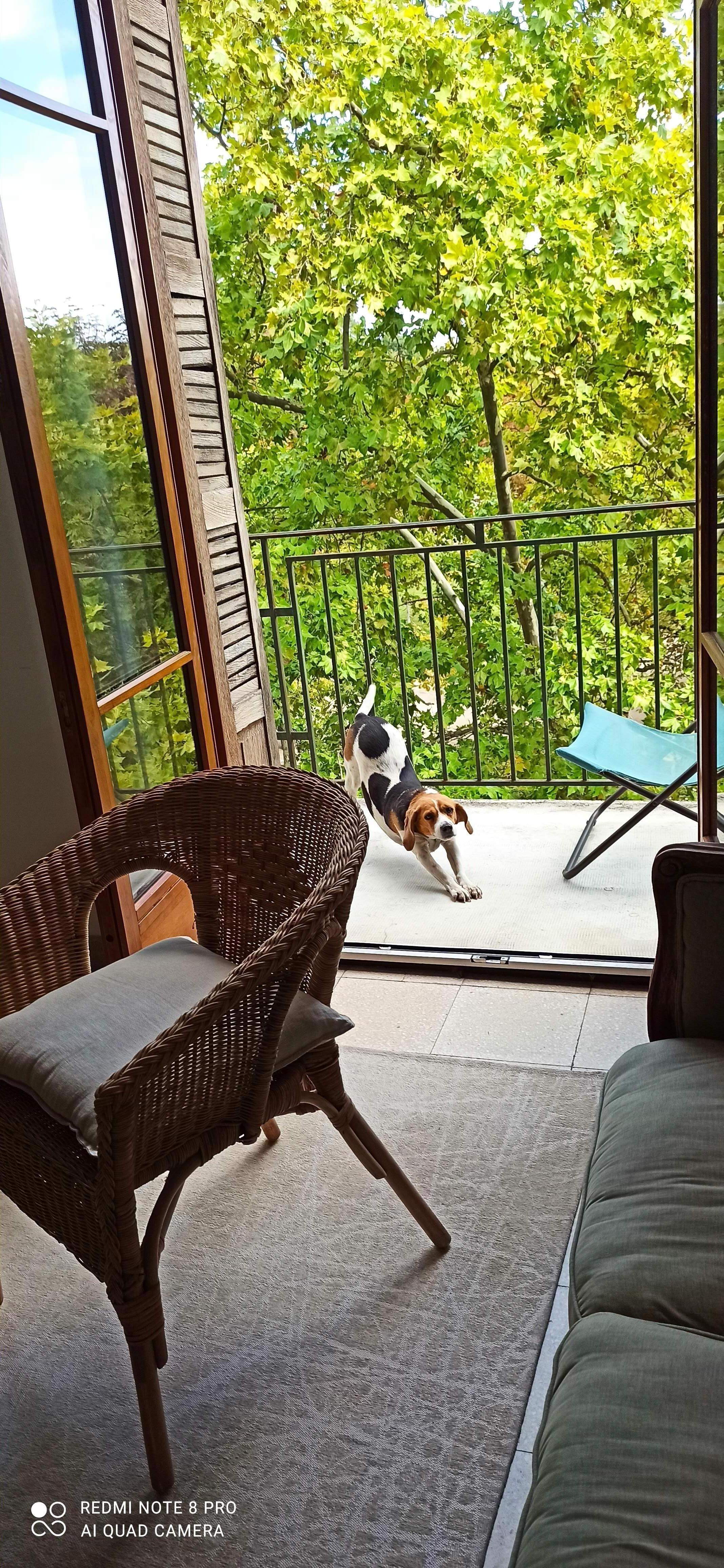 Service chien 26 entre particuliers