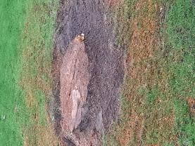 Location : rogneuse de souche Location : rogneuse de souche