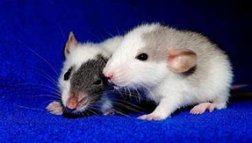 Service : rongeur Service : rongeur