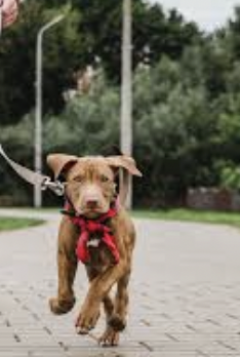 Service : promeneur chien Service : promeneur chien