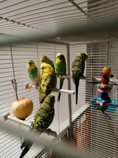 Service : oiseaux Service : oiseaux